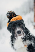 Winter Pet Care Essentials