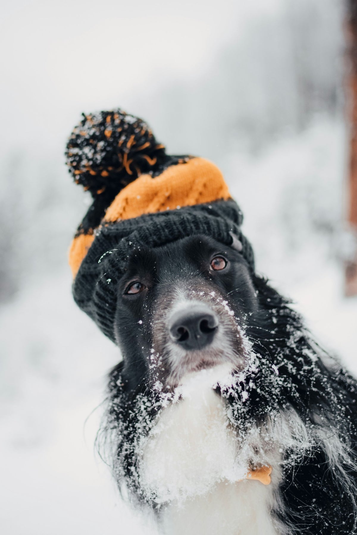 Winter Pet Care Essentials